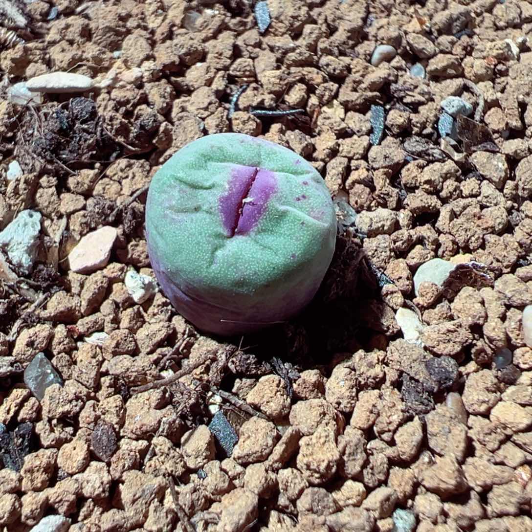 216-144多肉1380b嘴