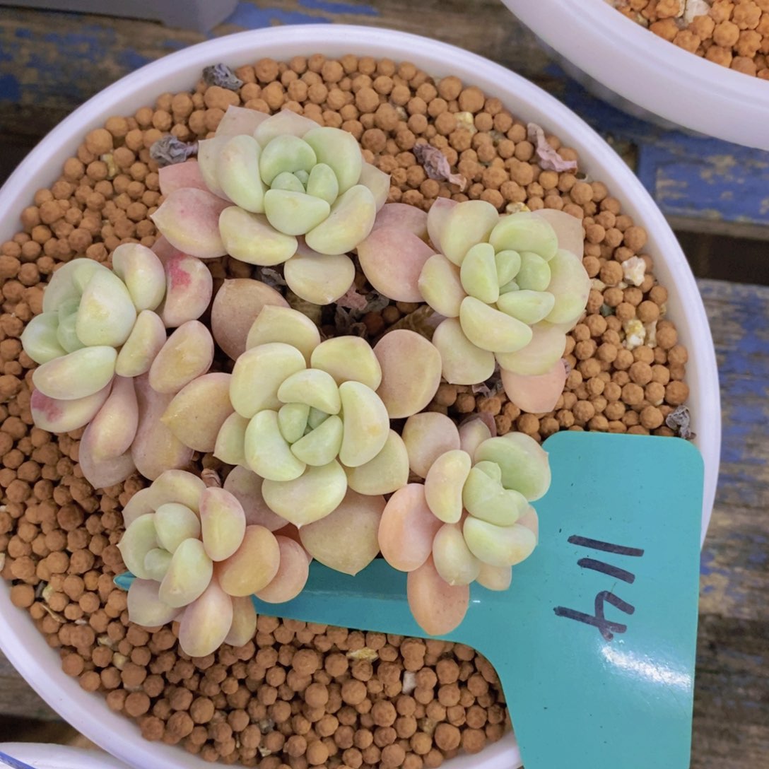 开心多肉，一物一拍，看准下单，