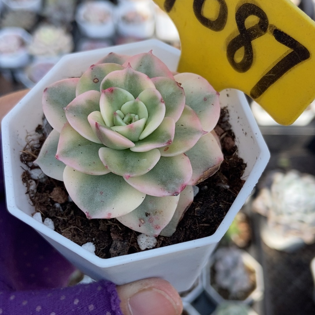 1087蜡牡丹锦多肉植物