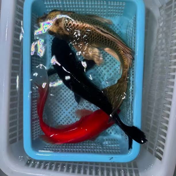 【三条装】15-20公分红鹦鹉熊猫蝴蝶鲤黑金冷水观赏鱼包邮