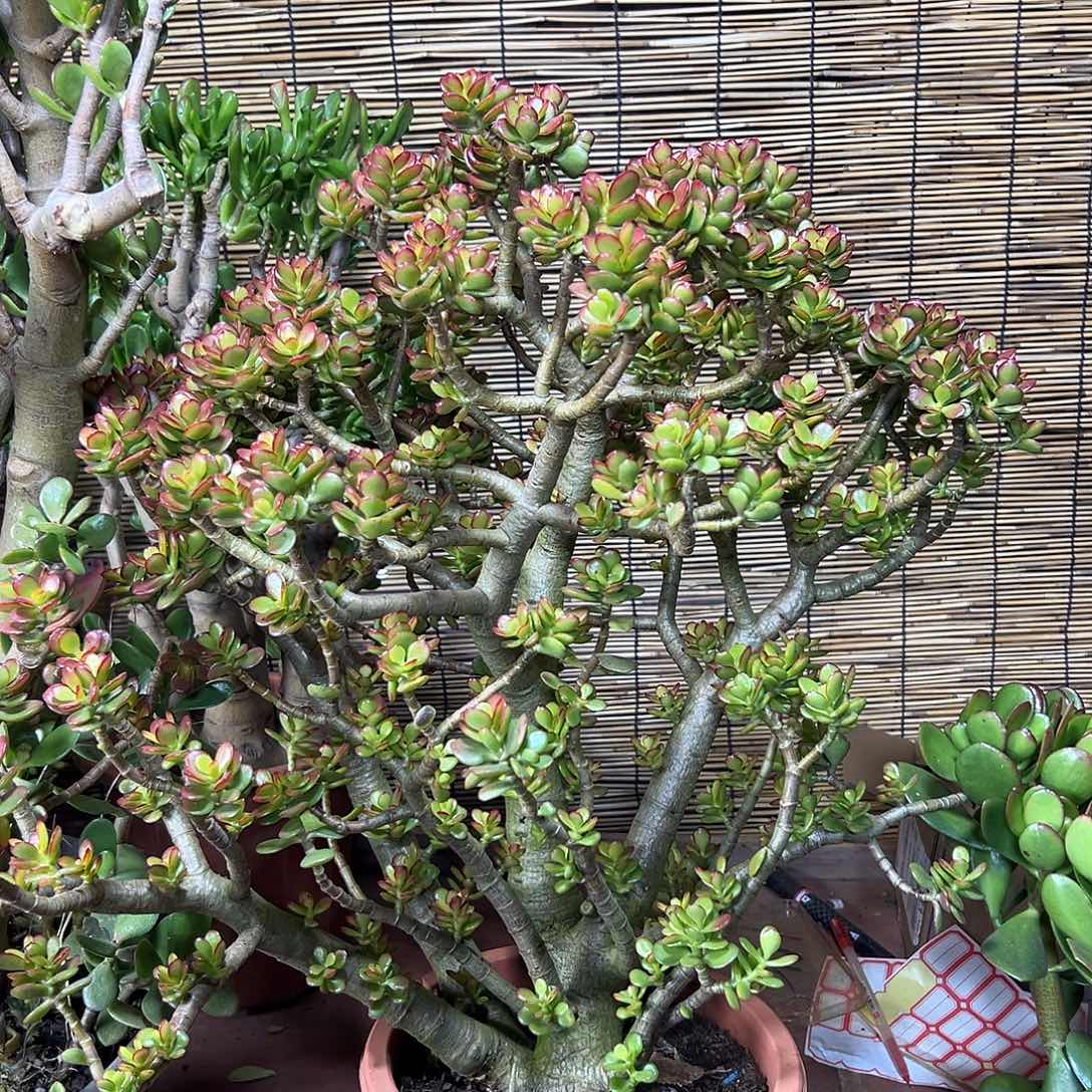 完全开放姬红花月老桩一物一拍