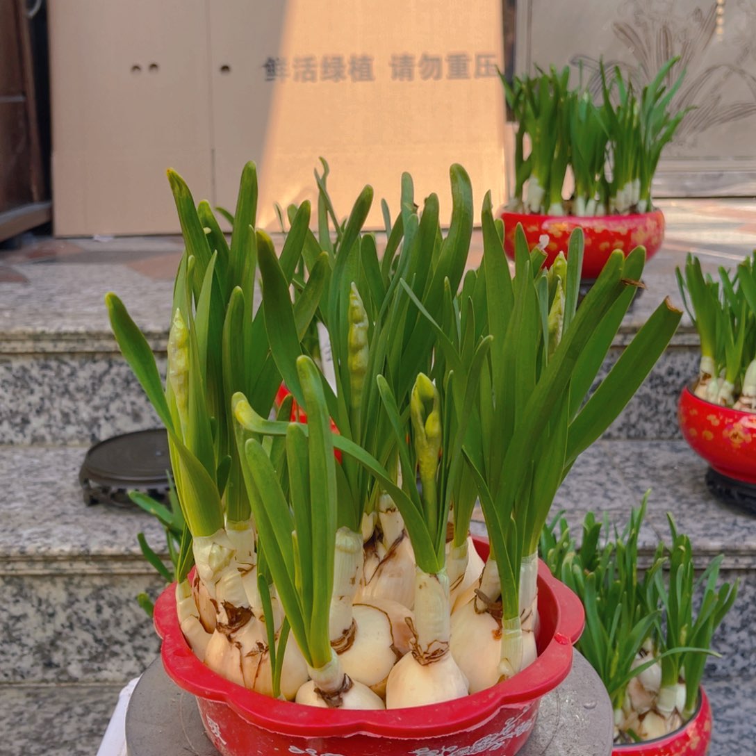 橙*。18cn一盆水仙