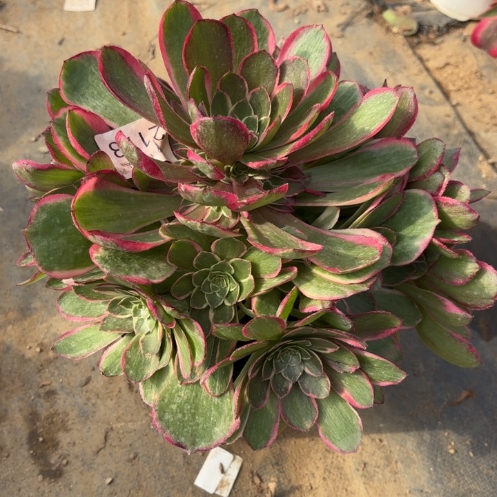 粉花妖多肉法师2173