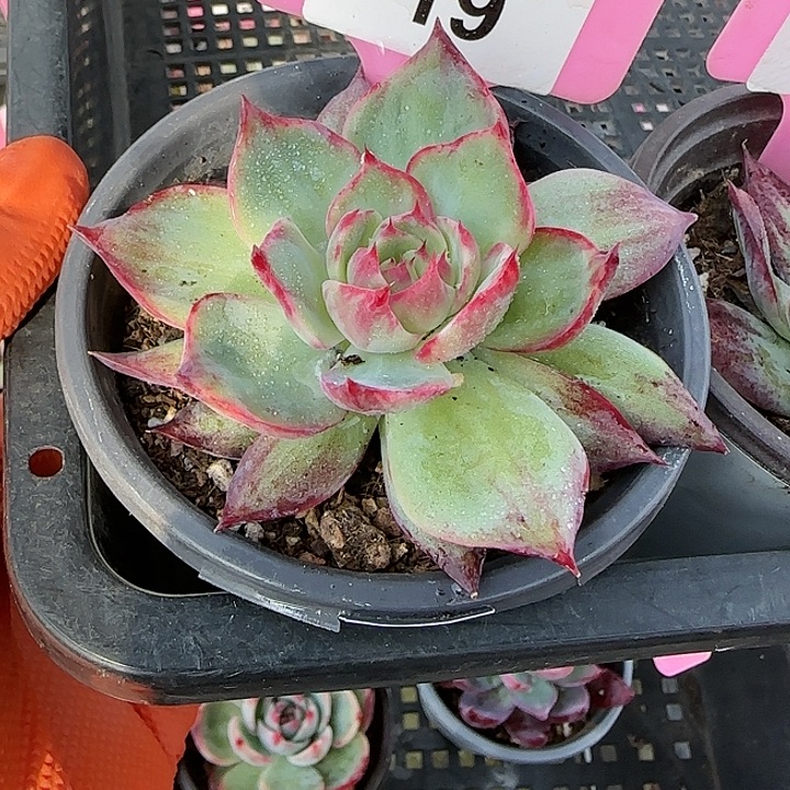 19 惊鸿仙子多肉植物6-9cm