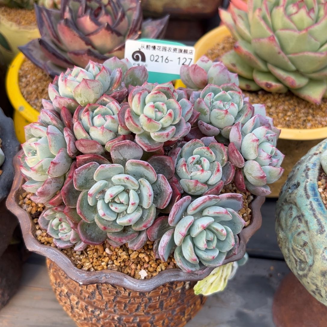 多肉一物一拍0216-127