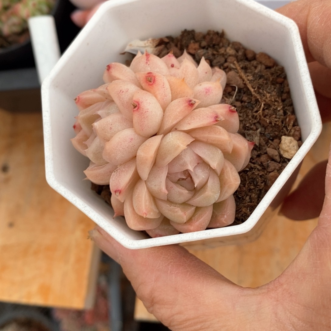 精品多肉一物柏不包整3