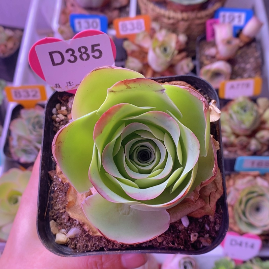 山地玫瑰一物一拍D385 裸根发