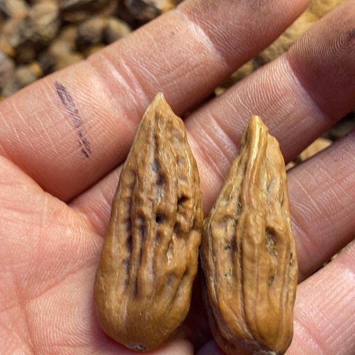 桃核吊坠东北特产