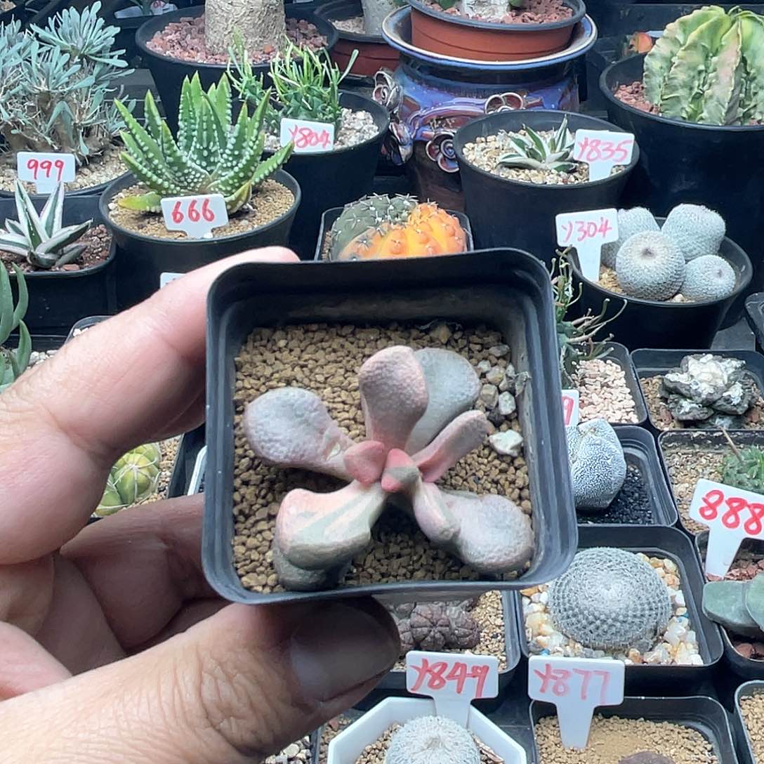 实生唐扇锦 致远多肉