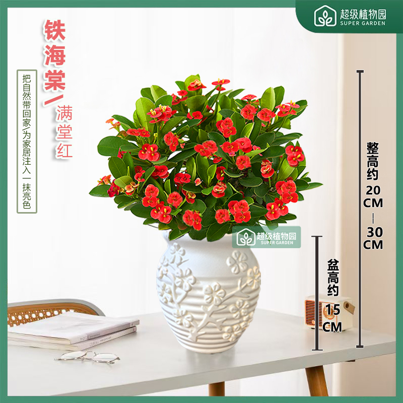 铁海棠虎刺梅花卉室内净化空气客厅桌摆盆栽四季开花植物20-30cm