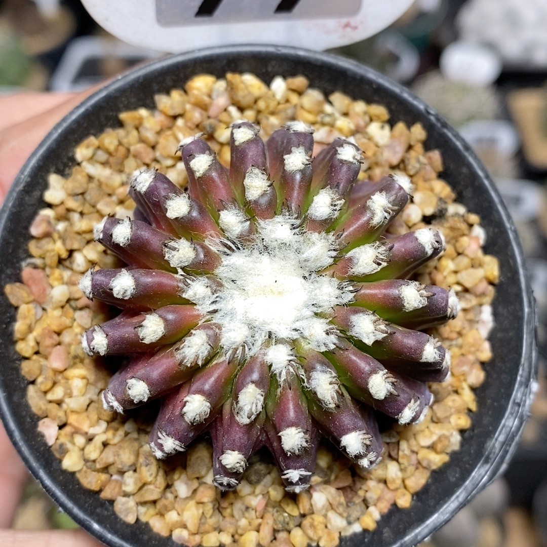 99号实生奇特球4.8cm