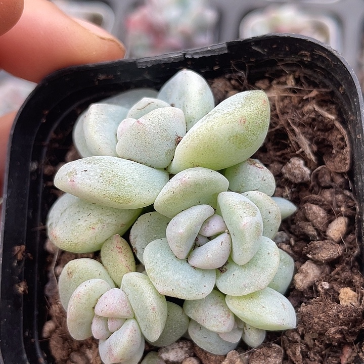一物一拍满18包邮哦