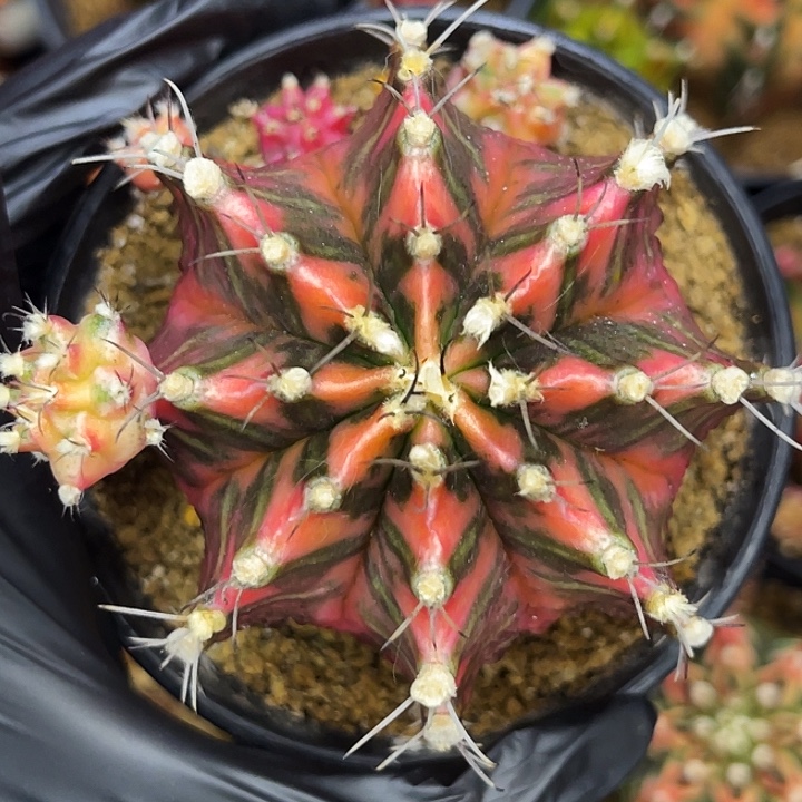 火焰龙侧芽 母本不出出侧