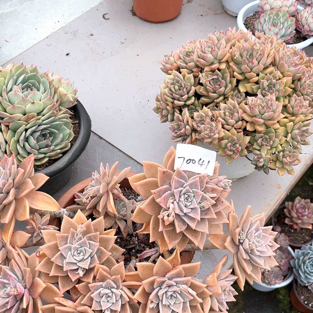 莫*儿红粉月群生70041