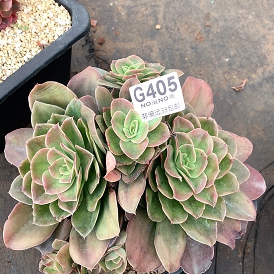 迷雾森林自然群405 全场默认微瑕7-8天发货