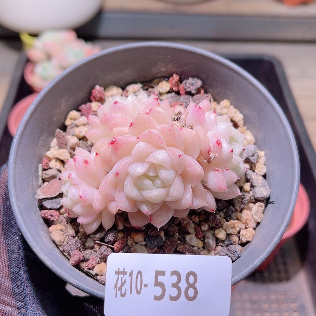 花利美10-538麦秆 微瑕
