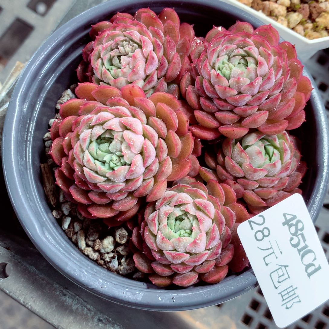 5厘米盆精控多肉4851