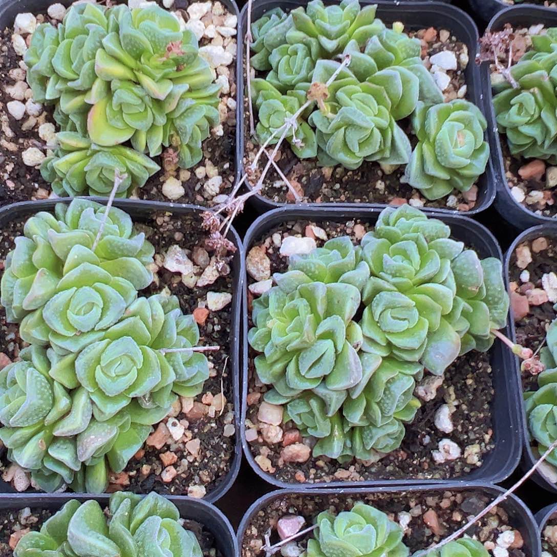 桃乐丝19包邮多肉