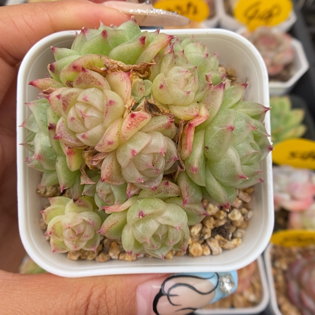 蜜蜡麦秆群生5409号