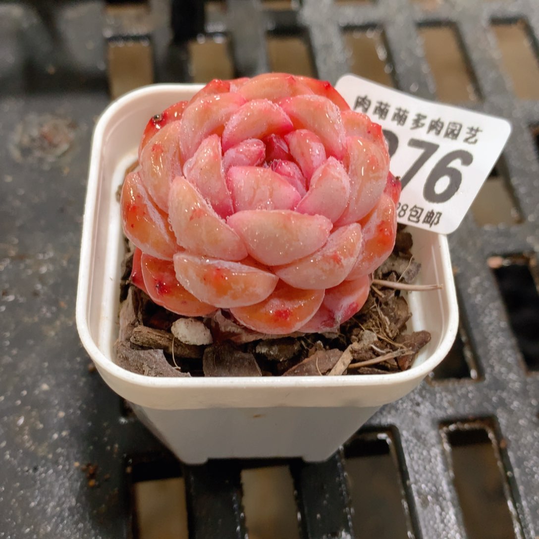 肉萌萌拇指盆精控多肉ZO276