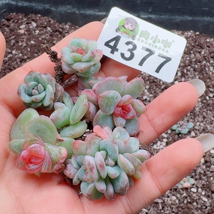 梅***当多肉植物多肉植物