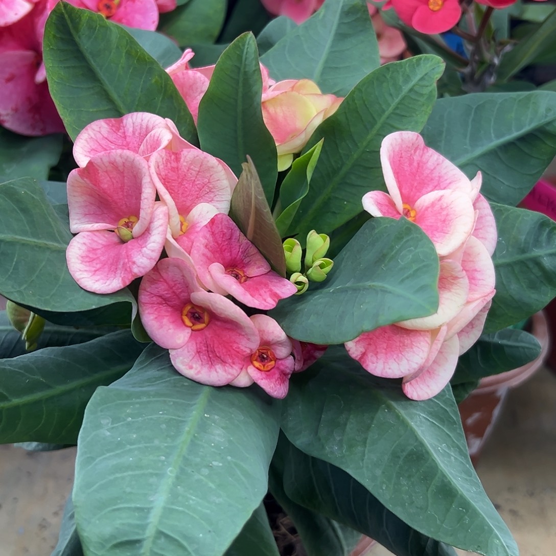 l***710泰国大花虎刺梅