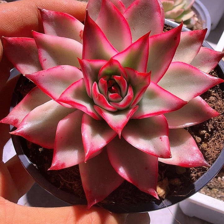 吉赛尔锦  锦上园艺一物一拍