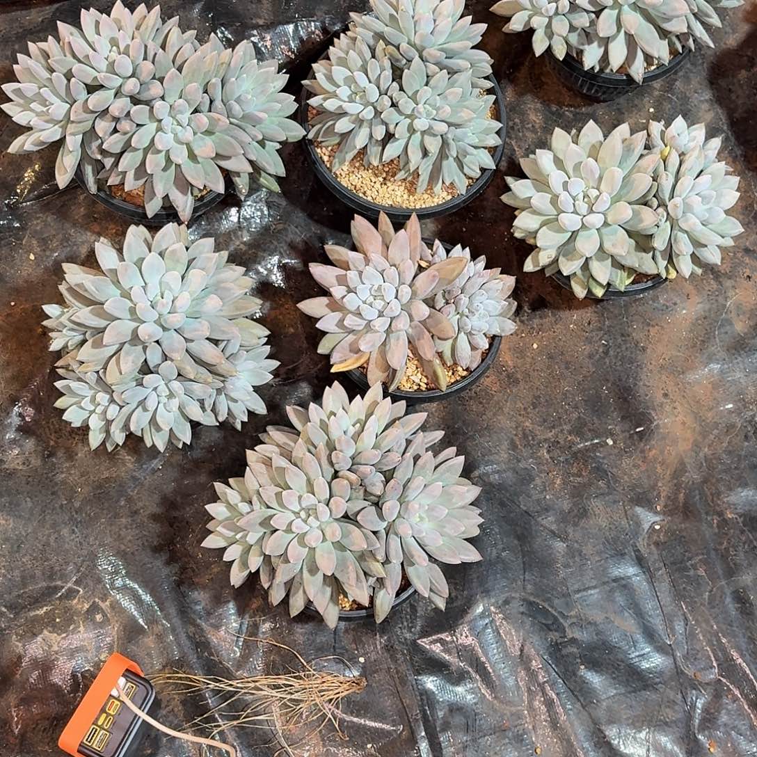 蔬***子哥特7颗多肉植物111