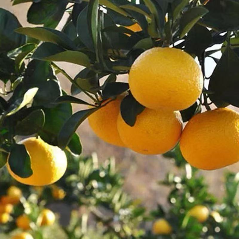 【正宗】福建甜桔柚新鲜当季水果新鲜多汁酸甜可口应季