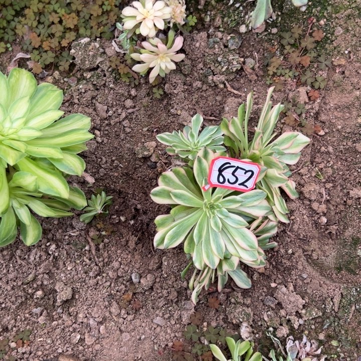 随***清多肉植物852不售后