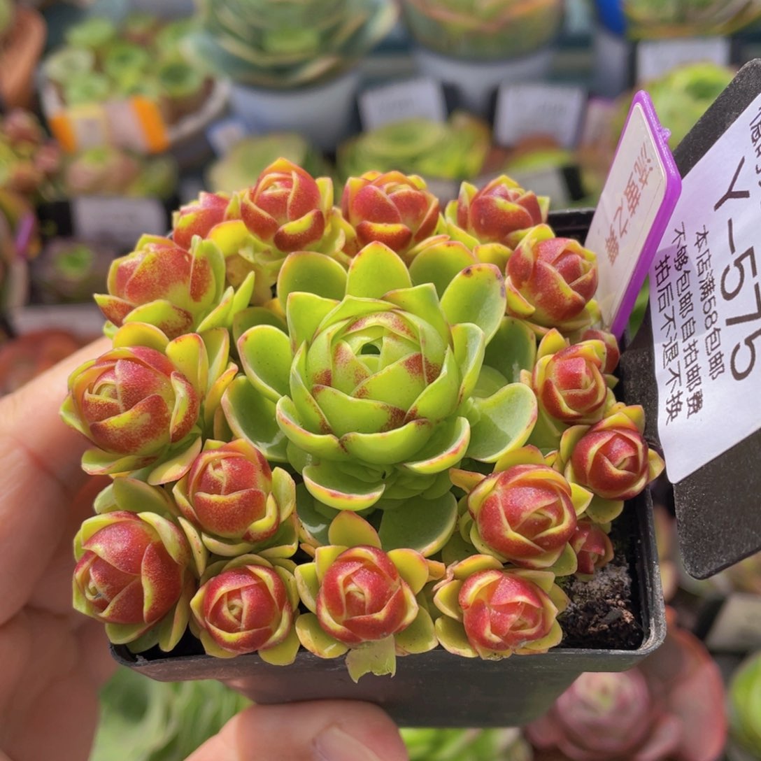 流萤之舞新春价575一物一拍