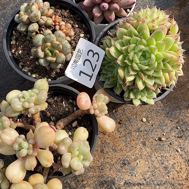 123 多肉植物盆栽花卉