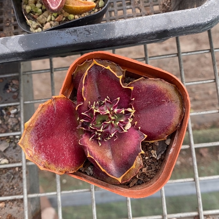 伯克利和格蕾纳等著名音乐家