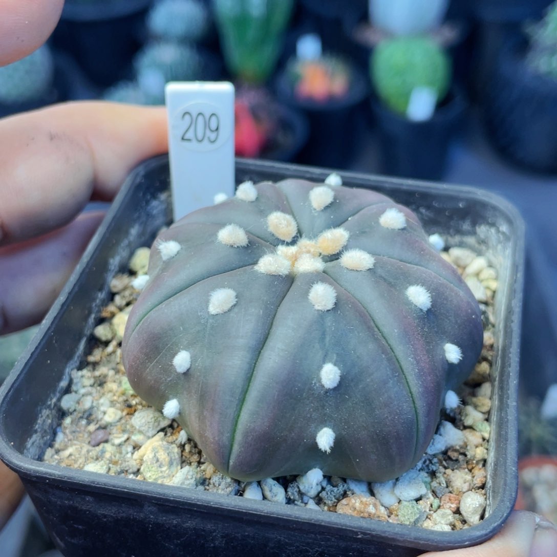 仙人球满28包邮盆5公分紫皮海星