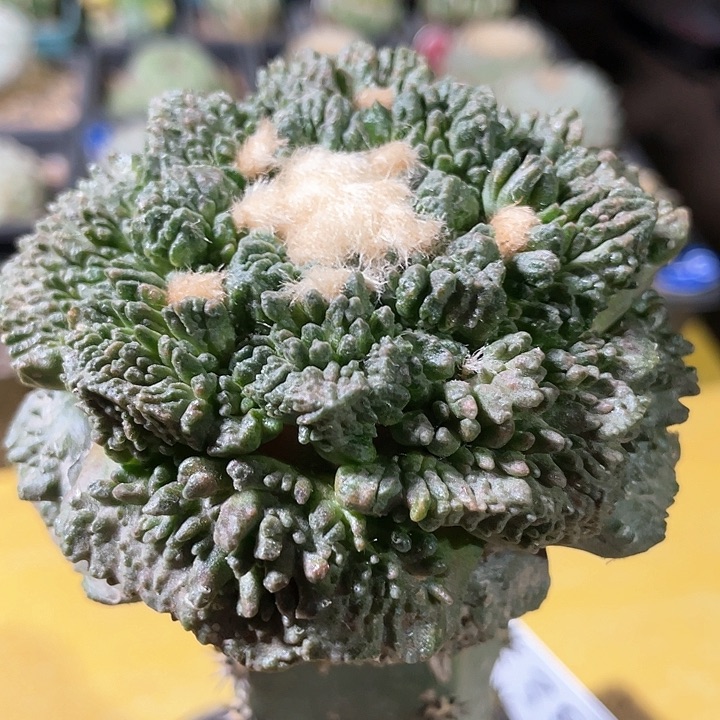 仙人球苗接袖浦8.5公分380