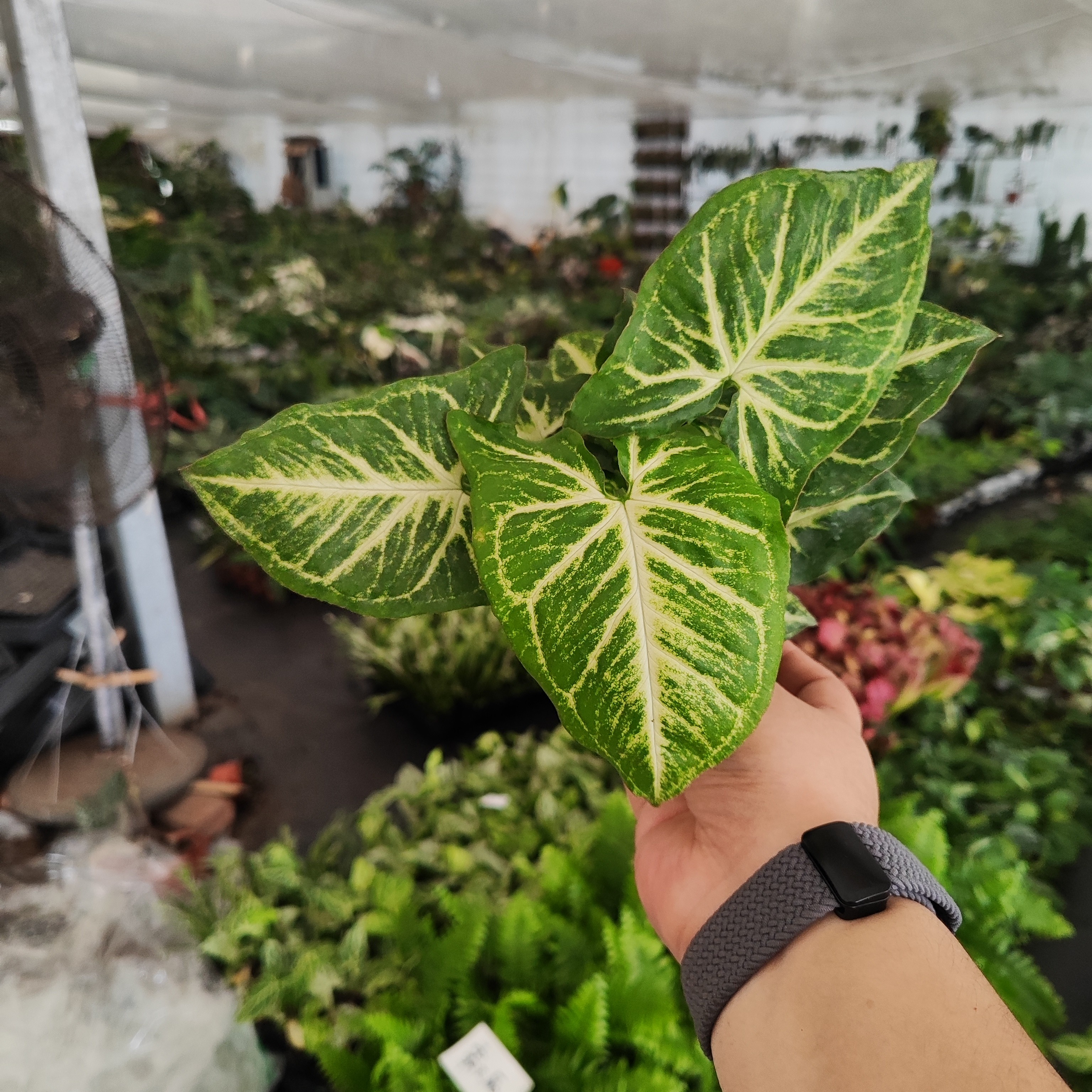 绿精灵合果芋绿植盆栽室内观赏植物耐阴好养净化空气