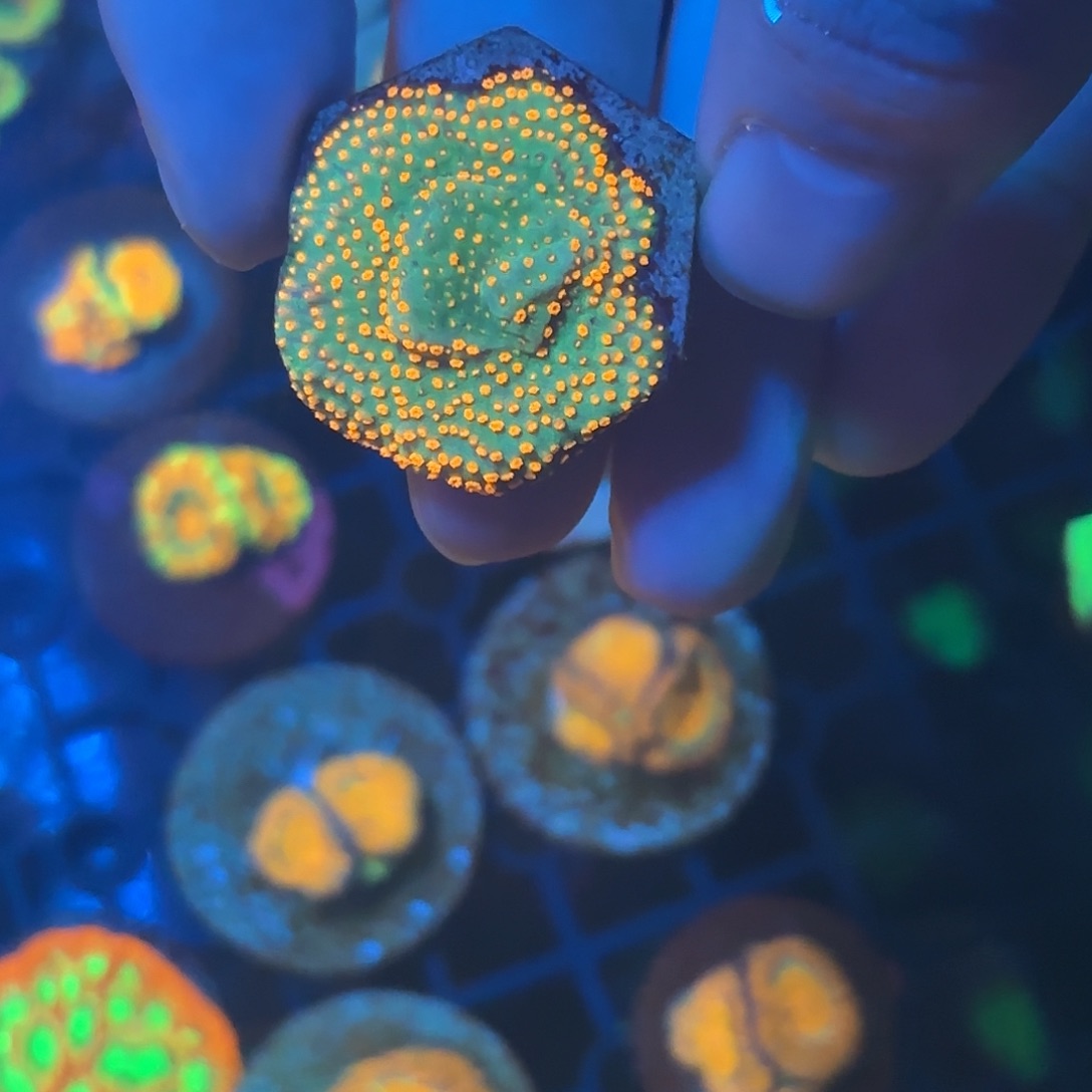 上****海缸造景海葵草皮海缸