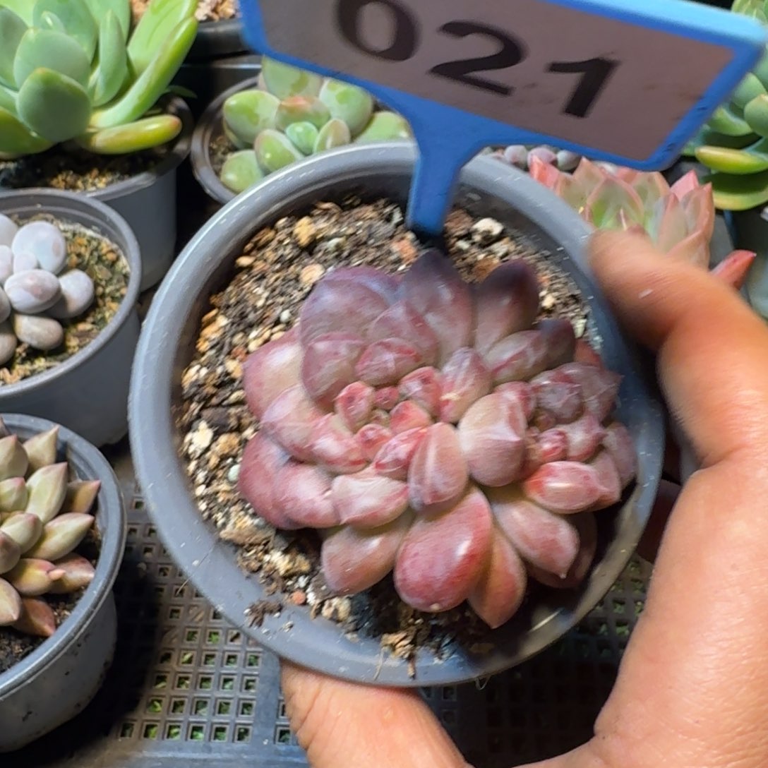 古***月多肉植物优选美人021