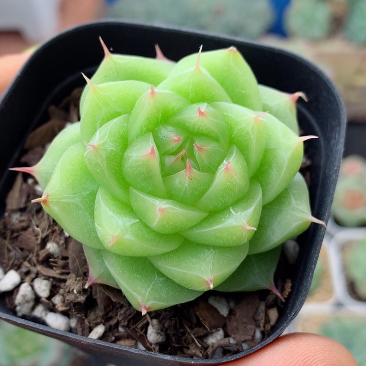 58包邮  群生不包整8