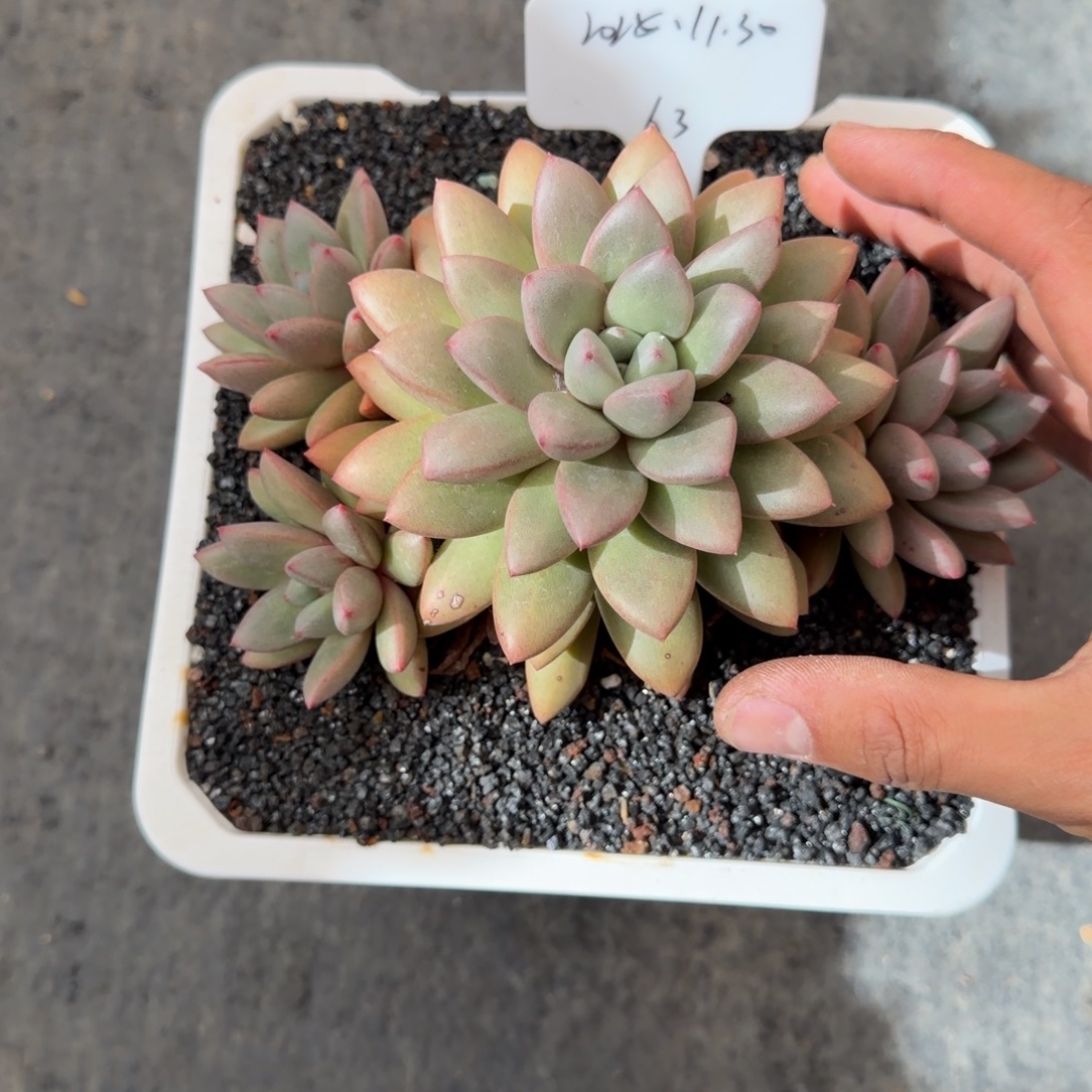 一物一拍母本狼牙63