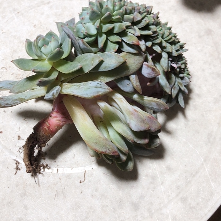 李子专拍多肉植物