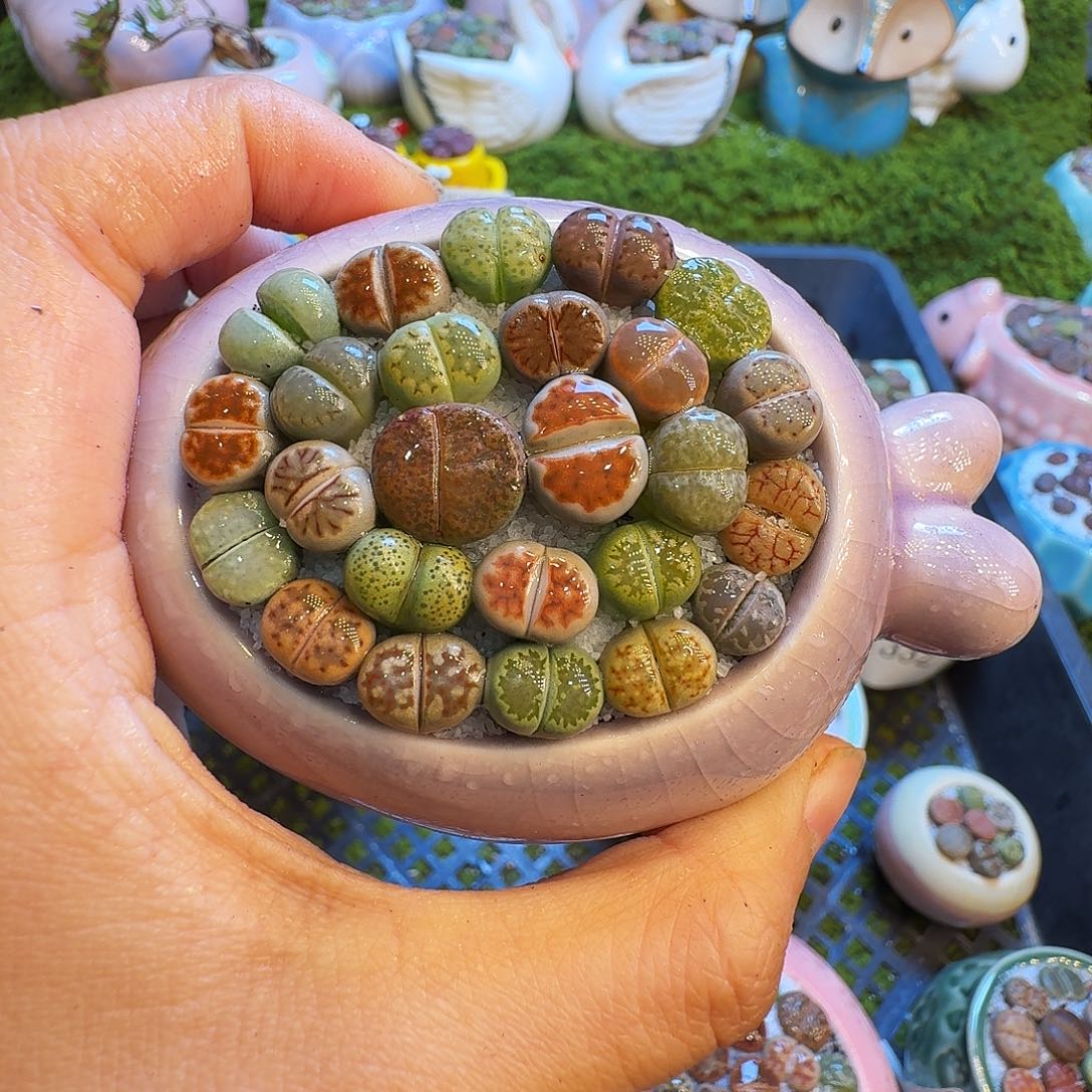 多肉植物福利冲1361