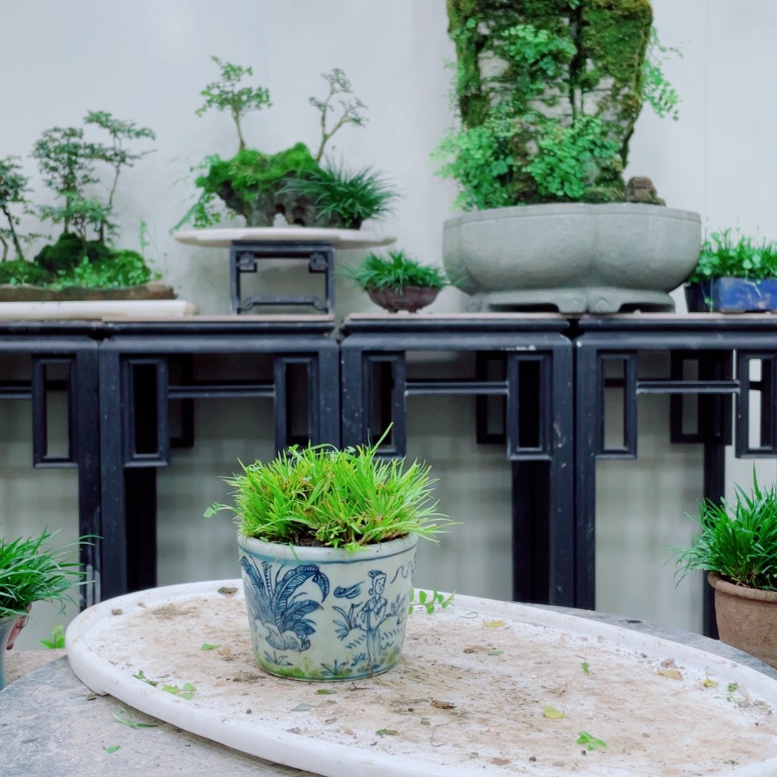 无铅玻璃用**哥铁线蕨等植物的生长发育和