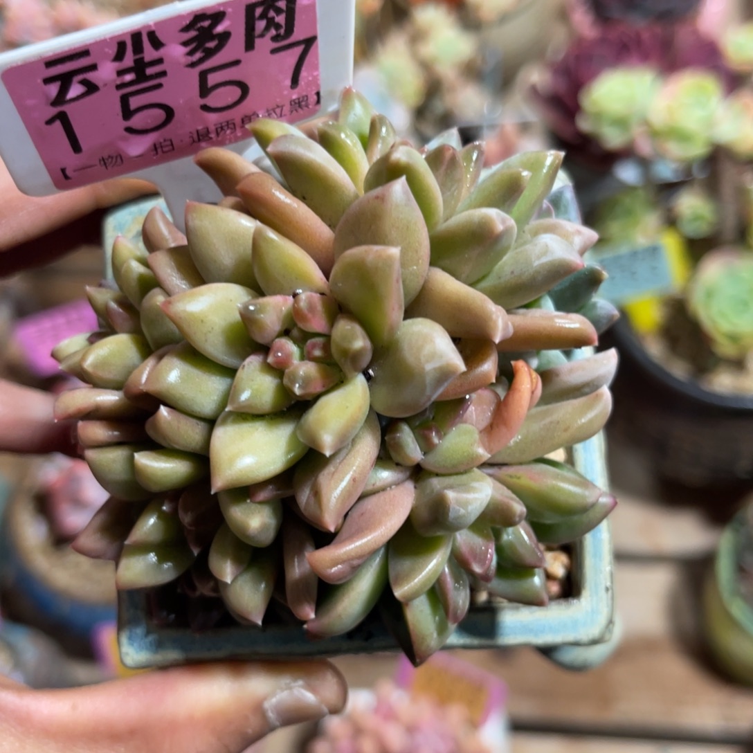 云尘多肉一物一拍不含盆1557