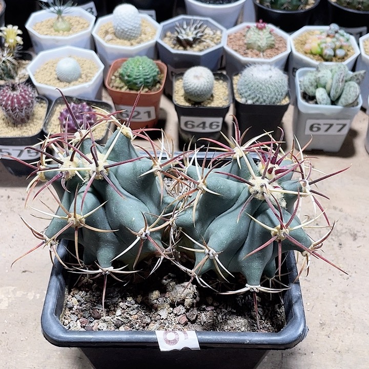 689实生超大双头姜守玉