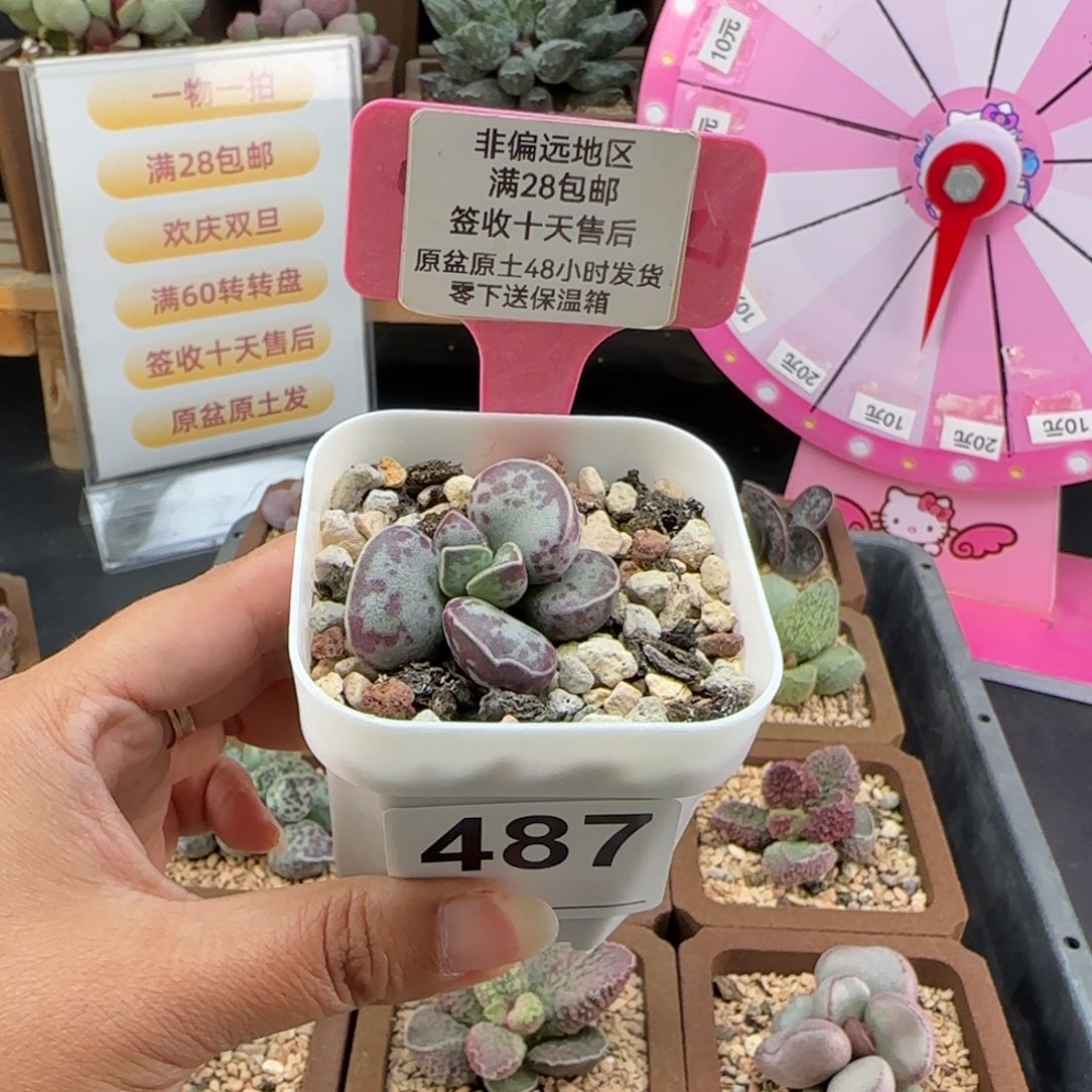 ʚ***ɞ487艾薇蛋多肉植物
