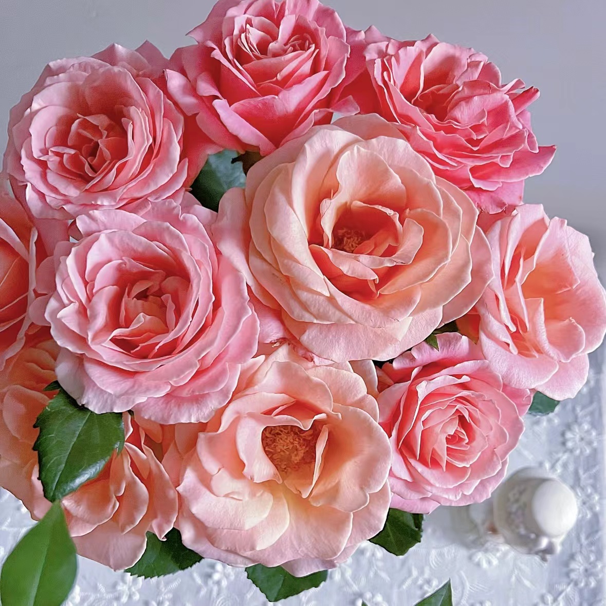 【植迷不误】朱小姐玫瑰 居家 花束 插花 云南鲜花 基地包邮直发 