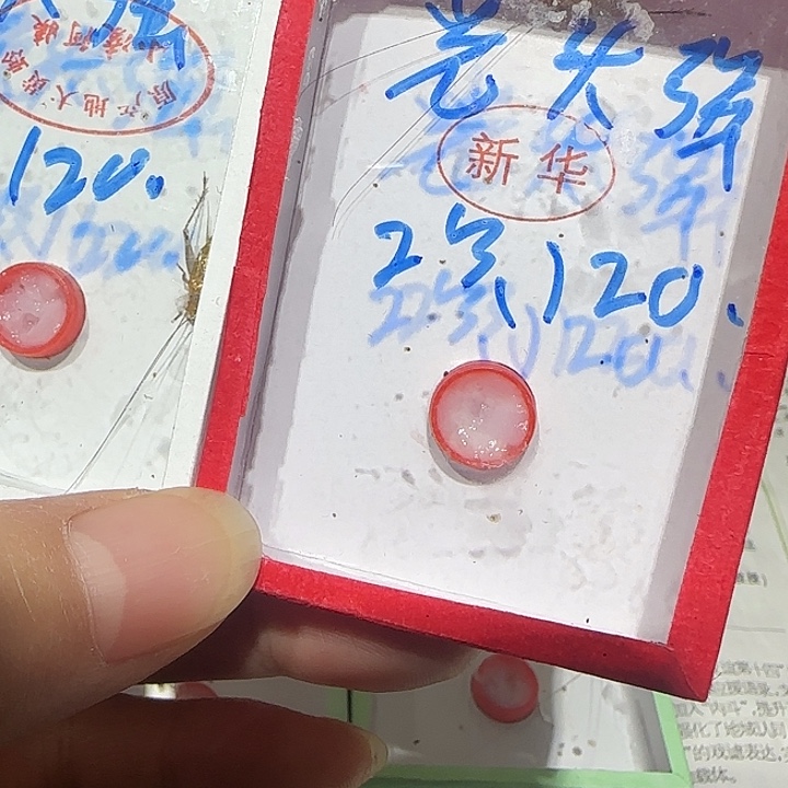 光***强2只大黄蛉漂亮爬宠