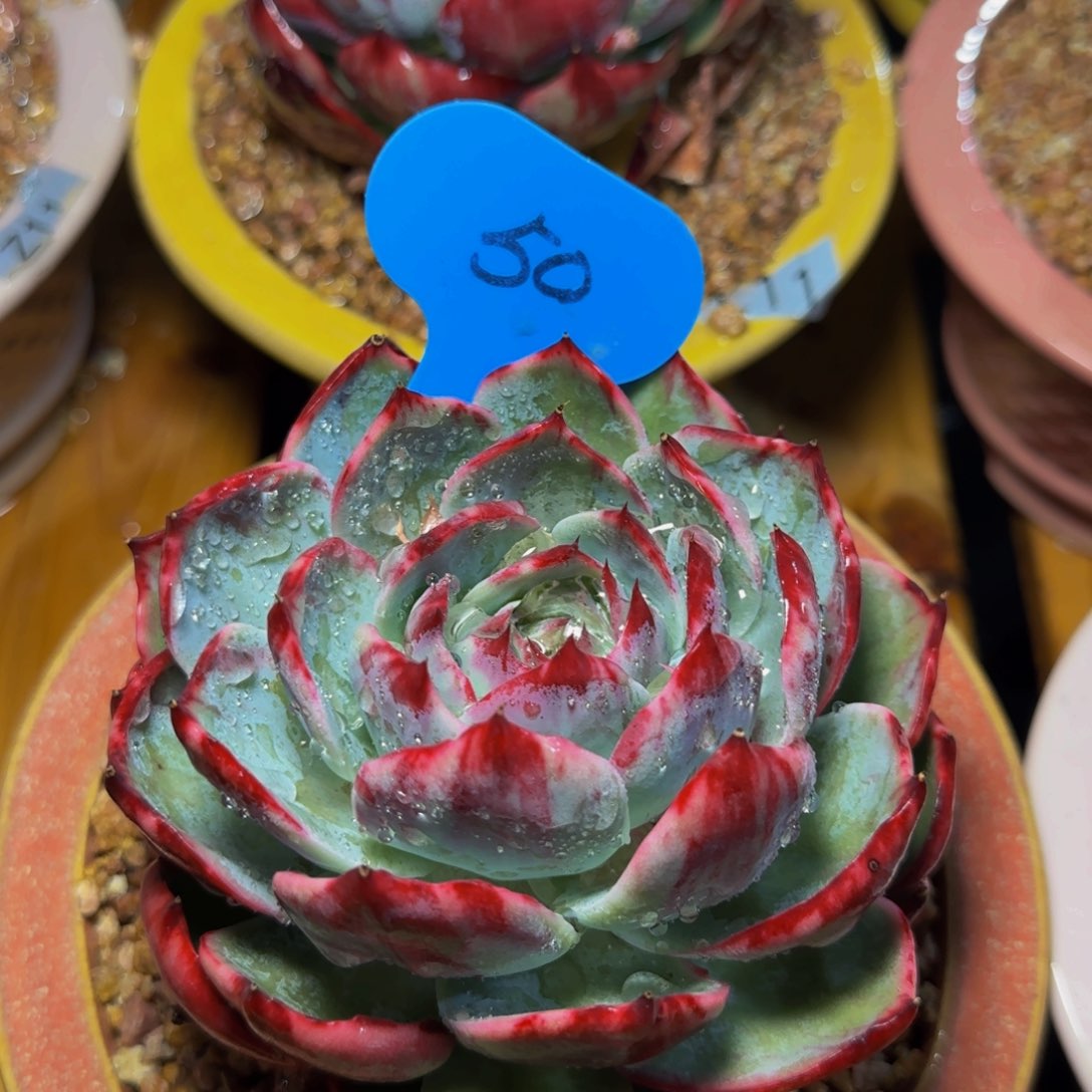 惊鸿仙子一物一拍50号