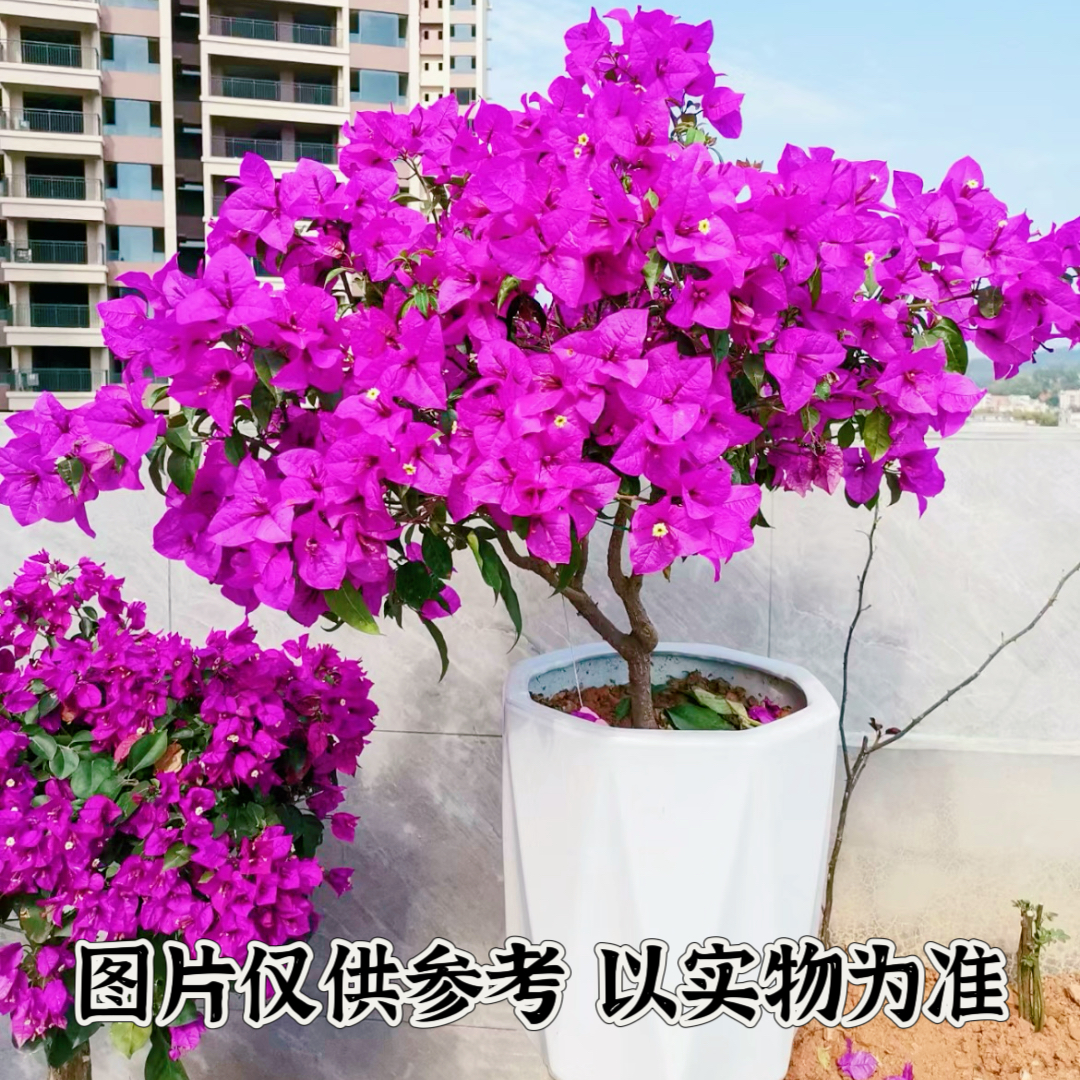 【云南紫】正宗三角梅基地直发阳台庭院可飘枝可垂丝可爬藤带花发货